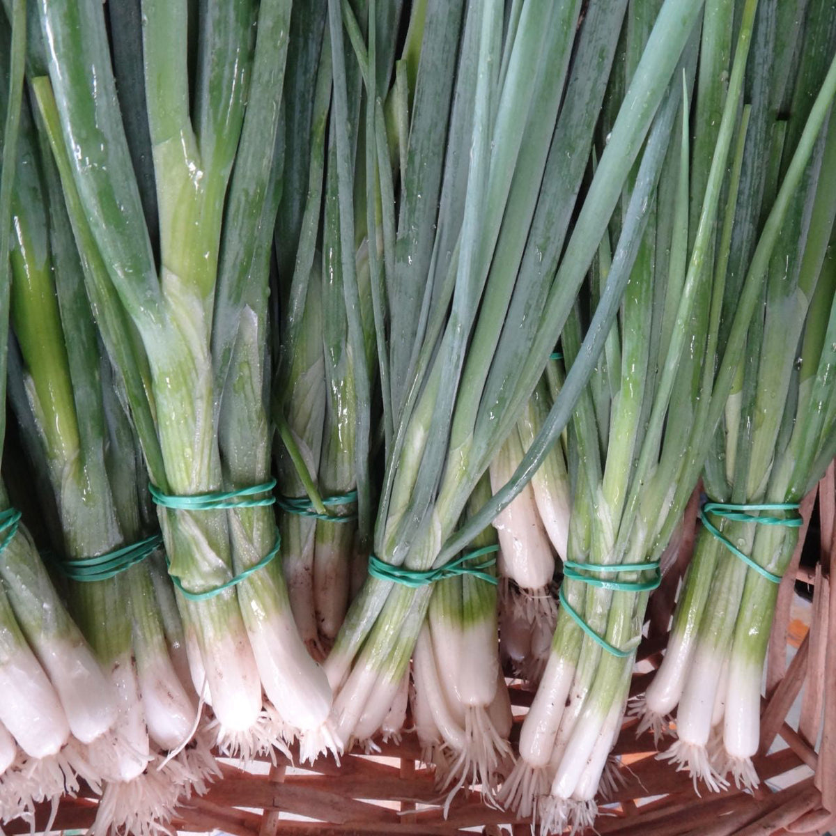 Des bottes d&#39;Oignons à Botteler Parade - semences bio de Tourne-Sol, aux couleurs vives, aux longues tiges vertes et aux bulbes blancs, sont liées entre elles par des élastiques verts. Elles sont présentées dans un panier tressé, mettant en valeur leur fraîcheur et leurs couleurs vives.