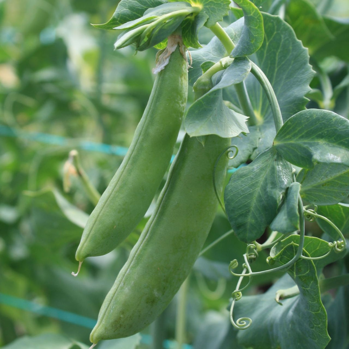 Gros plan de deux gousses de « Pois Mange-Tout Cascadia - semences bio » de Tourne-Sol, suspendues à une vigne entourée de feuilles et de vrilles luxuriantes. Ces gousses allongées et légèrement courbées captent magnifiquement la lumière naturelle sur le fond flou d&#39;un feuillage similaire.