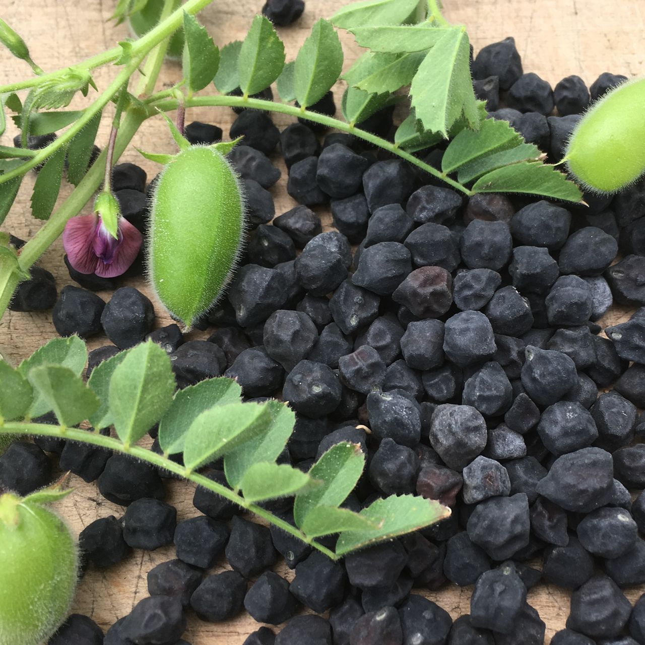 Des pois chiches verts frais sur une vigne ornée de fleurs violettes sont disposés à côté d'un monticule de pois chiches noirs Kabouli de Tourne-Sol, étiquetés « semences bio », posés sur une surface en bois. Cet arrangement évoque les marchés d'Afghanistan où l'on trouve ces variétés, connues localement sous le nom de « pois chiche ».