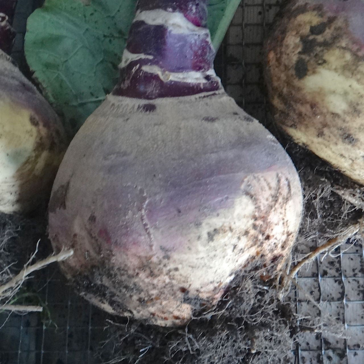 Gros plan d&#39;un rutabaga - semences bio fraîchement récolté de Tourne-Sol, avec ses feuilles attachées, dévoilant sa peau poussiéreuse violette et beige. Cette récolte repose sur une surface grillagée en métal, les racines et les restes de terre étant visibles, révélant sa chair jaune caractéristique.