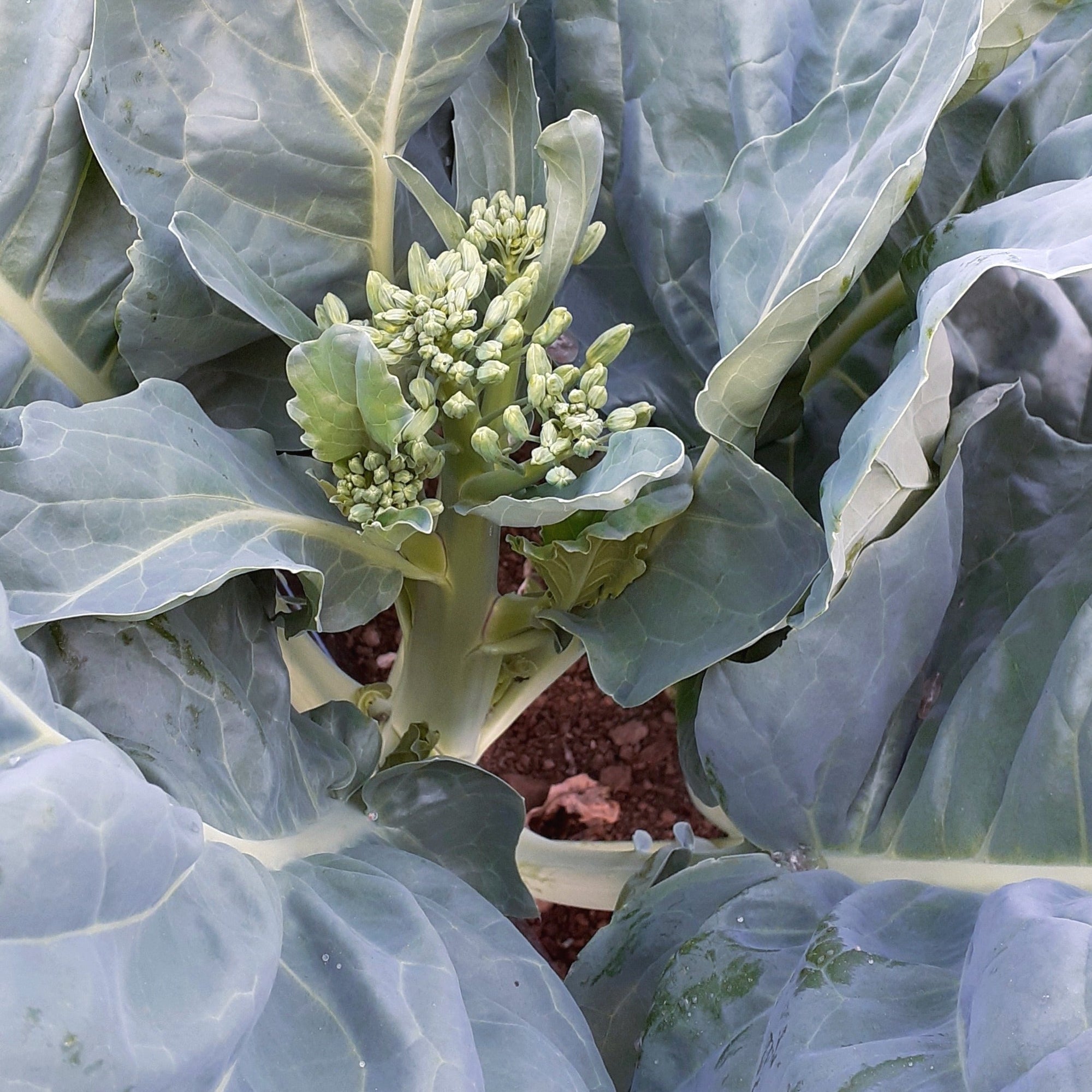 Un gros plan de la plante Gai Lan Blue Star de Tourne-Sol met en valeur ses grandes feuilles texturées et un groupe central de petits boutons floraux verts qui prospèrent dans le sol. La disposition compacte des petites fleurs vertes suggère qu'elles sont aux premiers stades de croissance, soulignant la croissance rapide de la plante.