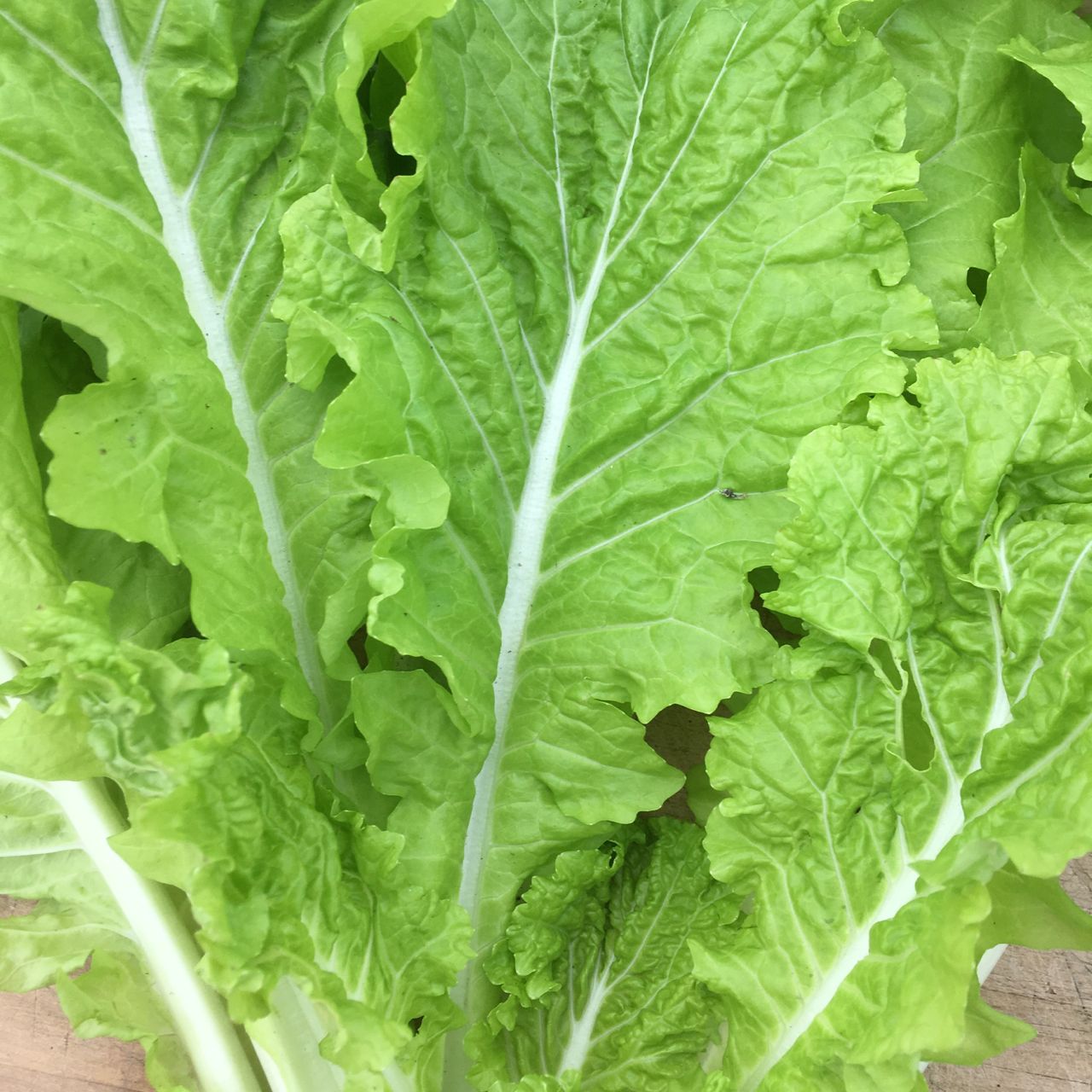 Gros plan de plusieurs feuilles vertes fraîches et vibrantes du 'Chou chinois Tokyo Bekana - semences bio' de Tourne-Sol, aux bords froissés. Les nervures sont bien visibles, ajoutant une texture croquante à l'image. L'arrière-plan est composé de plus de feuilles, suggérant un bouquet de cette variété particulière de Tokyo Bekana.