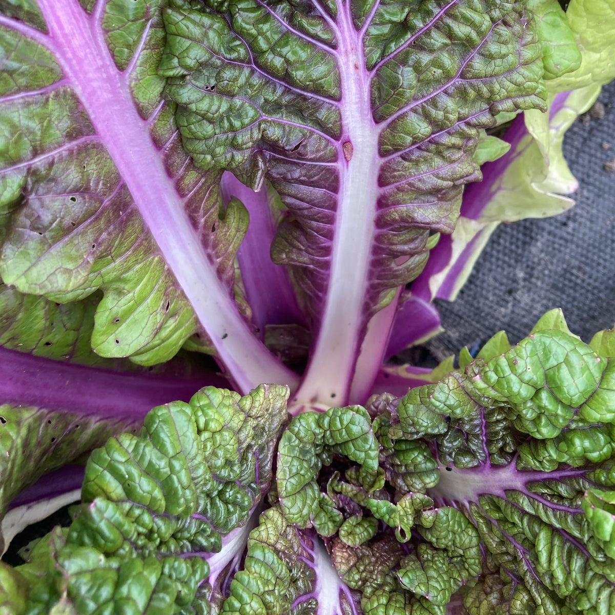 Gros plan sur le chou vert et violet vif de Tourne-Sol, présentant des textures détaillées et des veines colorées. Les feuilles superposées affichent de riches violets se fondant dans le vert, mettant en valeur la beauté naturelle du Chou Chinois Chemin Vers Bekana Violet - semences bio, rappelant les mélanges de salades fraîches.