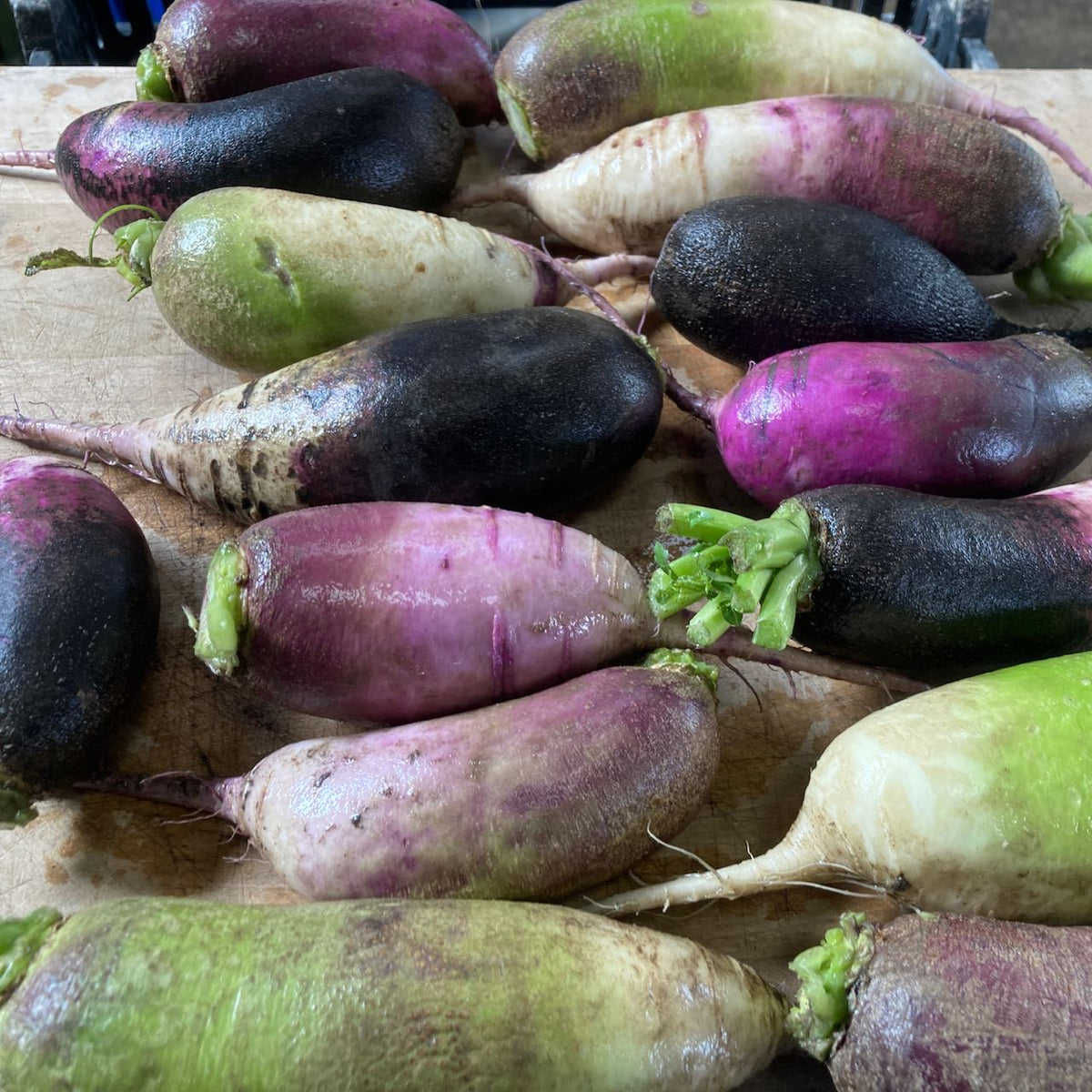 Un mélange kaléidoscopique de radis longs et colorés de Tourne-Sol, comprenant des variétés noires, violettes, vertes et blanches, est astucieusement disposé sur une surface en bois. Ces graines biologiques produisent des radis de tailles et de formes diverses avec des racines visibles et quelques feuilles.