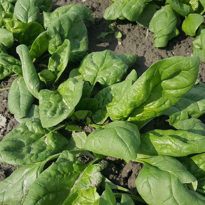 Gros plan sur les plants éclatants d'Épinards Verdil de Tourne-Sol qui s'épanouissent dans un jardin, démontrant leur tolérance au froid. Les feuilles fraîches et le sol riche rehaussent leur texture et leur couleur naturelles, suggérant un environnement luxuriant et productif.