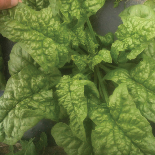 Gros plan des feuilles vert foncé froissées des Épinards Merlo Nero - semences bio de Tourne-Sol, qui prospèrent dans un jardin et présentent leur couleur vibrante, leurs bords ondulés et leur bonne tolérance au froid.