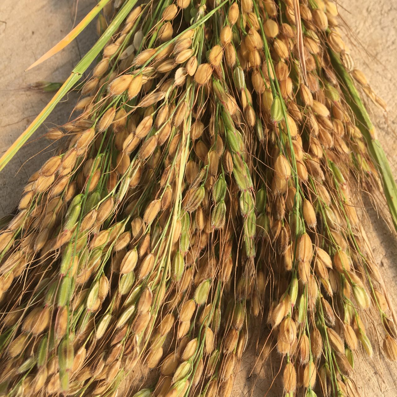 Gros plan sur le riz Duborskian - semences bio de Tourne-Sol, aux grains brun doré et aux feuilles vertes. Le riz rustique est exposé sur une surface en bois, mettant en valeur sa texture et ses couleurs naturelles au soleil.