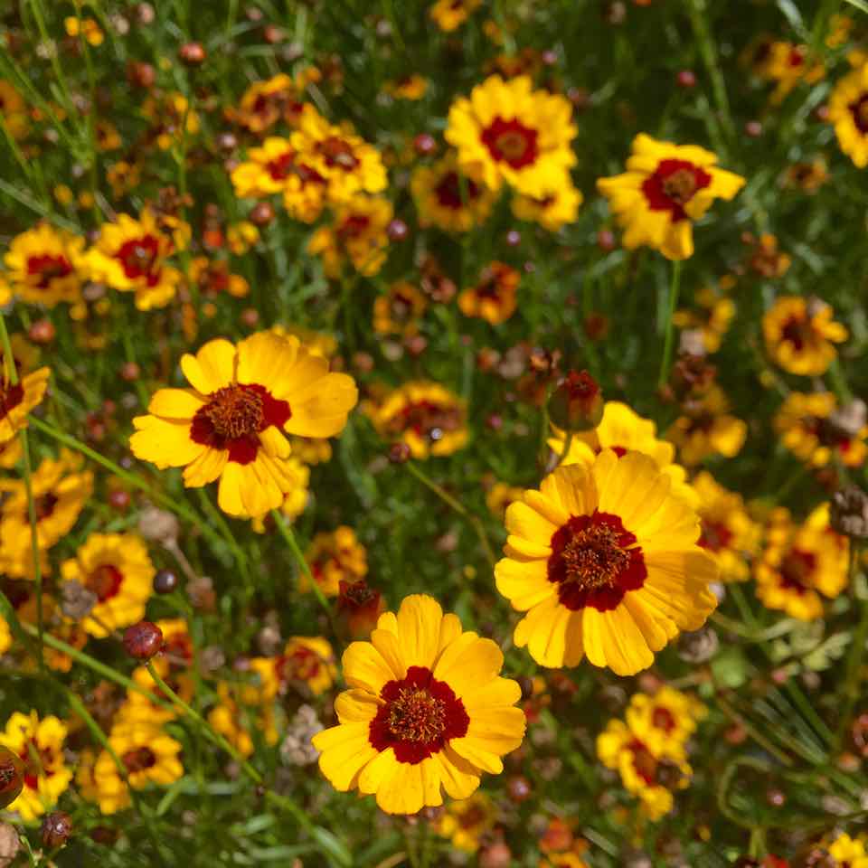 Coreopsis Hohe  - semences bio