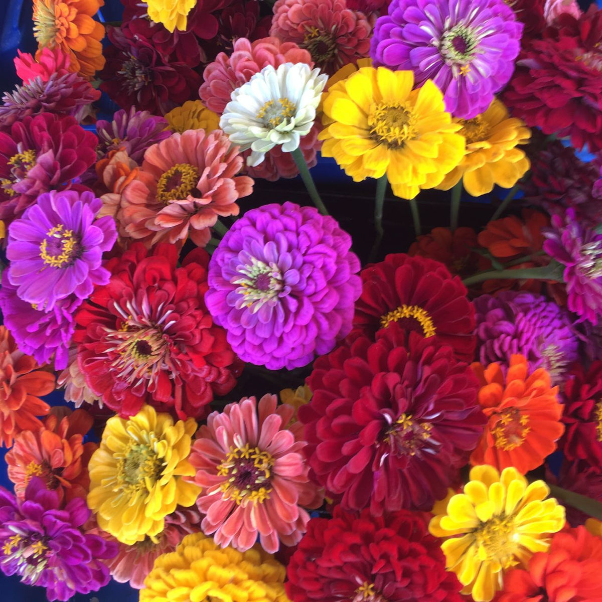 Les Zinnias Mélangés - semences bio de Tourne-Sol présentent un assortiment vibrant de fleurs violettes, roses, rouges, jaunes et oranges. Les pétales densément superposés créent un spectacle floral vivant.