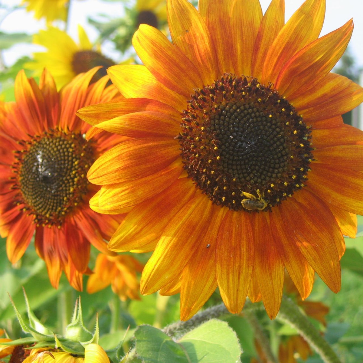 Une abeille butine des tournesols aux couleurs vives et aux gros cœurs sombres au milieu d&#39;un mélange de fleurs jaunes et oranges. À l&#39;arrière-plan, on voit d&#39;autres tournesols et du feuillage vert sous un ciel clair. Ces tournesols proviennent du Mélange Tournesol - semences bio de Tourne-Sol.