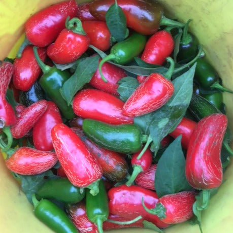 Un seau rempli de Piment Fort Early Jalapeño, composé de piments rouges et verts frais de Tourne-Sol, moyennement piquants, et certains avec des tiges feuillées attachées.