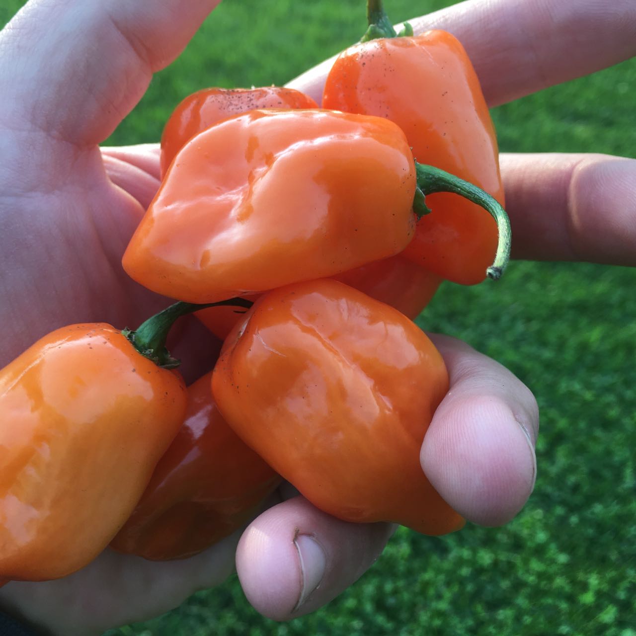 Une main tient plusieurs Piment Fort Habanero Orange - semences bio de Tourne-Sol, avec des tiges vertes sur un fond d'herbe verte texturée et luxuriante.