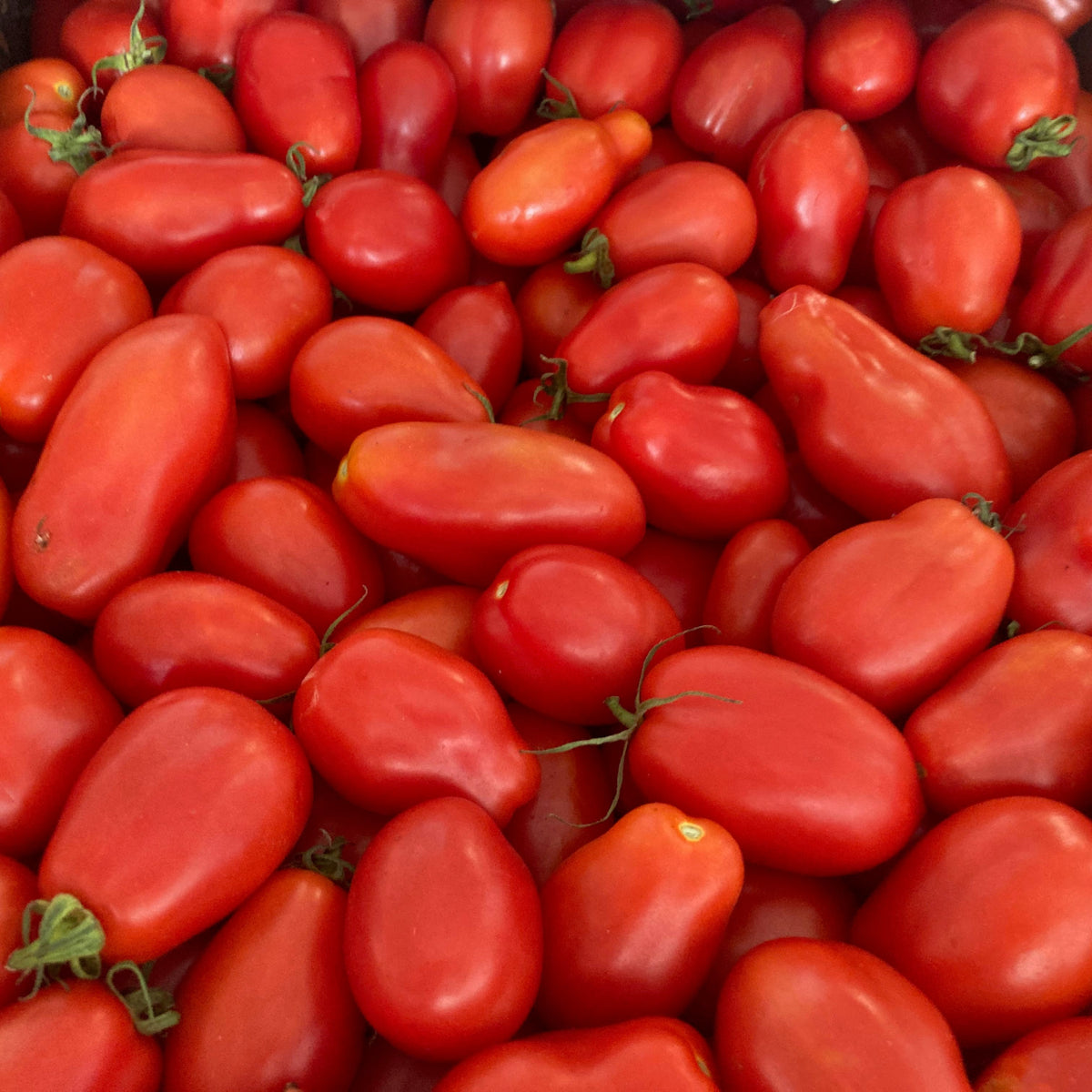 Gros plan de la Tourne-Sol Tomate Rouge à Sauce San Marzano - semences bio, bien tassée, de couleur vive avec des tiges vertes.