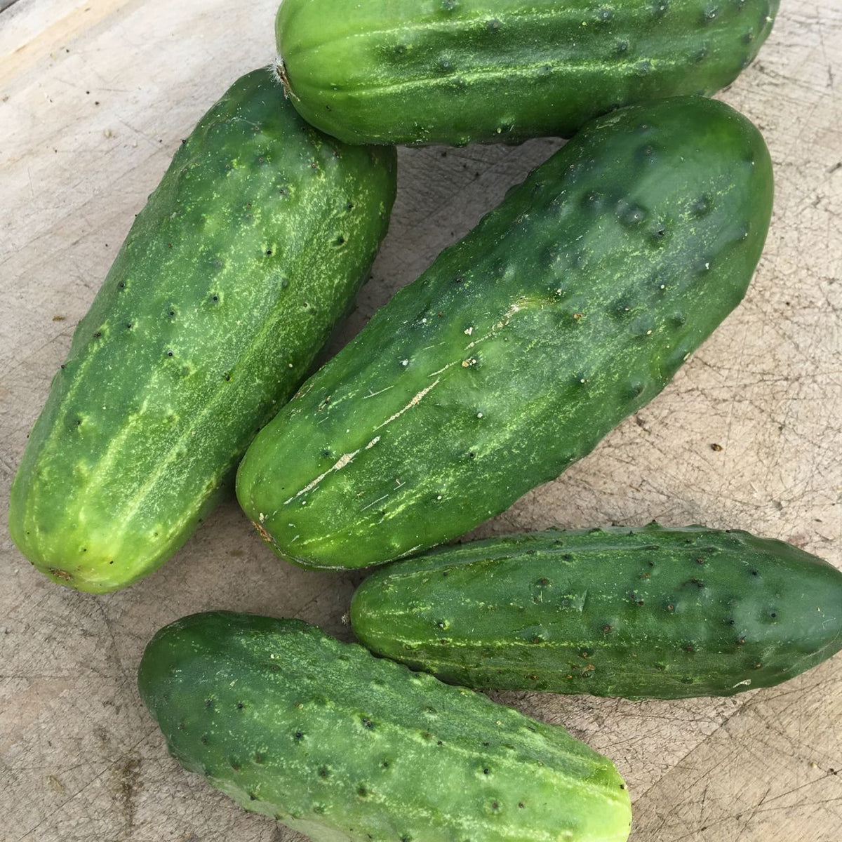 Cinq concombres Cornichon National Pickling de Tourne-Sol, à la peau verte bosselée, reposent sur une surface en bois, incarnant parfaitement l&#39;essence des cornichons.