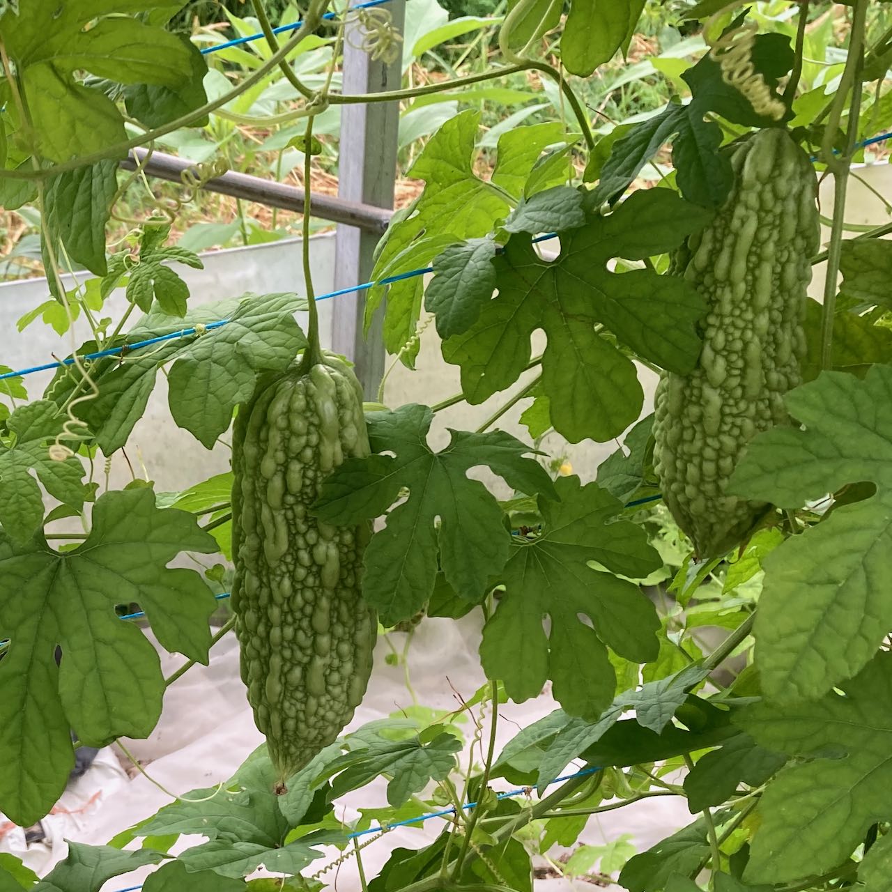 Deux Margose (Melon Amer) de Tourne-Sol aux feuilles vertes luxuriantes sont suspendues dans un décor de jardin, soutenues par un treillis. Ces plantes grimpantes apportent une touche exotique rappelant les saveurs de la cuisine caribéenne.