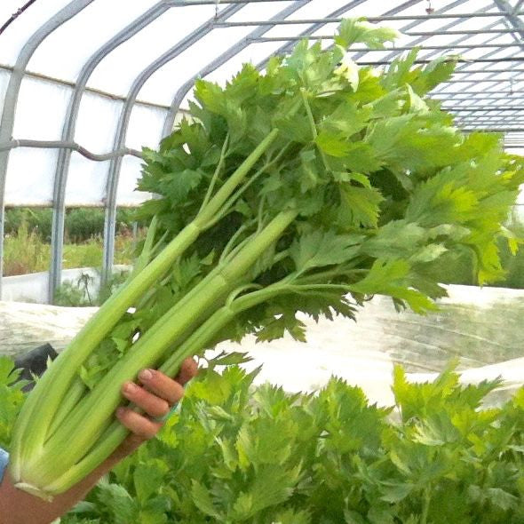 Dans une serre luxuriante du Jardin, une personne tient un grand bouquet de tiges de Céler Ventura Utah - semences bio de Tourne-Sol, leurs feuilles vertes vibrantes entourées d'autres plantes feuillues.