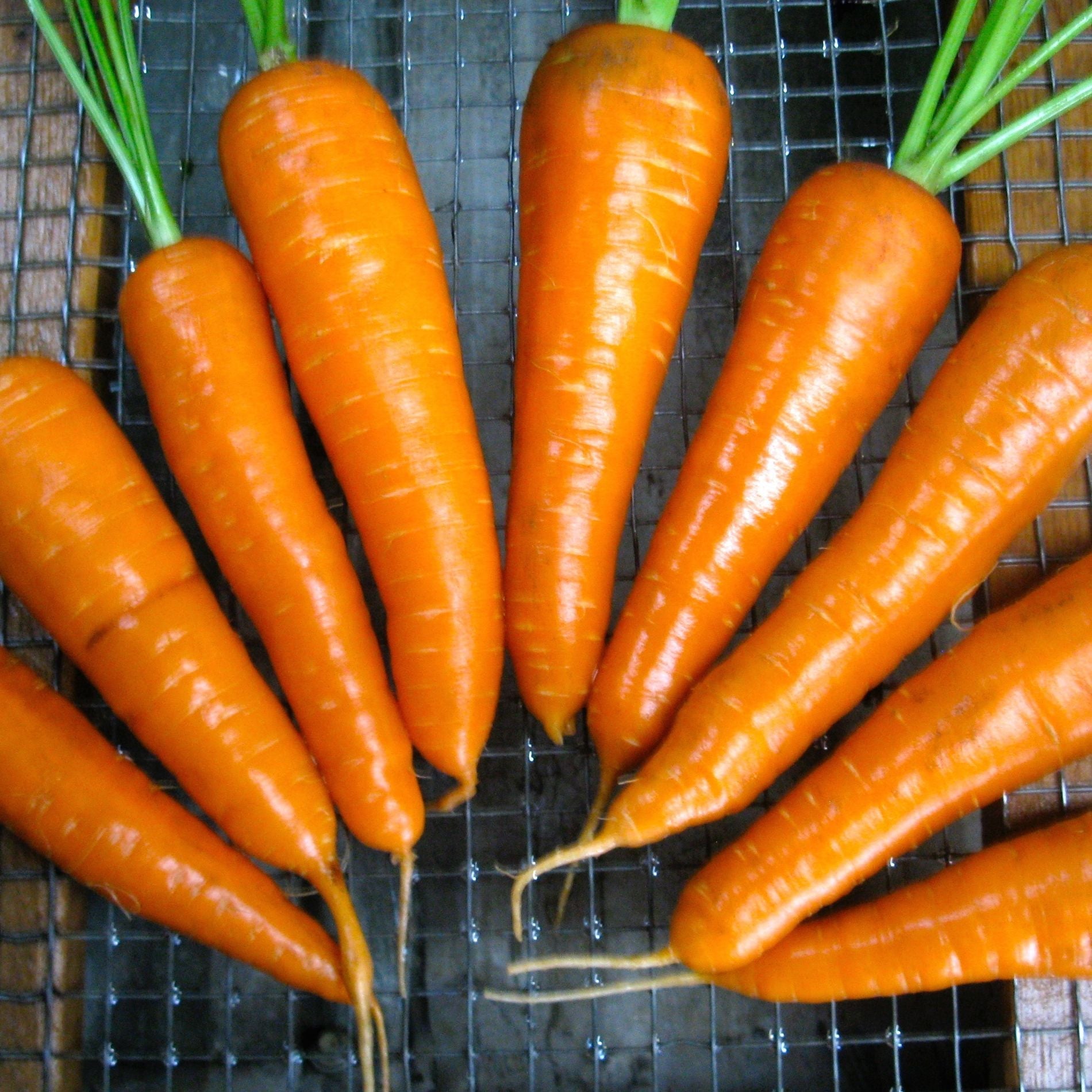 Une rangée de carottes fraîches Danvers 126 - semences bio de Tourne-Sol aux fanes vertes est soigneusement disposée sur une grille métallique, luisante d'humidité. Connues pour leur résistance aux maladies, ces carottes varient légèrement en taille mais conservent une forme uniforme.