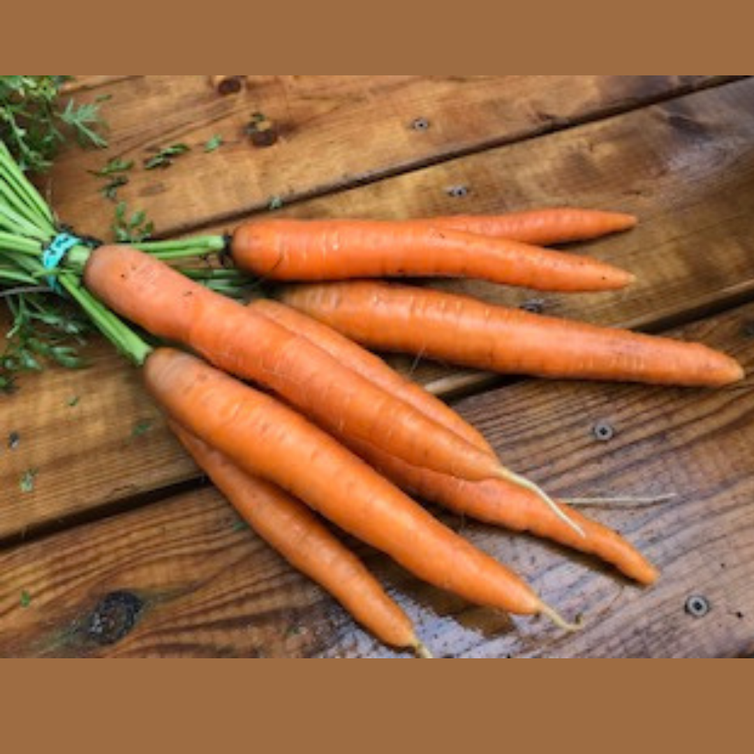 Un bouquet de carottes dolciva fraîches de Tourne-Sol, aux tiges vertes, repose sur une surface en bois rustique. Les carottes longues et fines sont de couleur vive et de texture, suggérant qu'elles sont fraîchement récoltées et délicieusement sucrées.