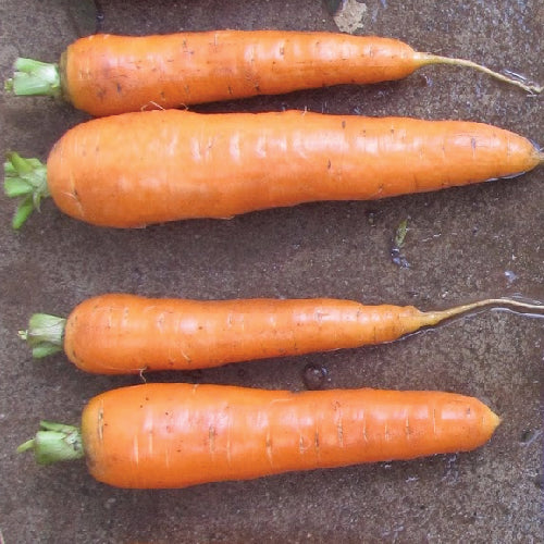 Quatre carottes Kuroda Chantenay fraîchement récoltées à Tourne-Sol, aux fanes vertes, sont disposées horizontalement sur une surface brune et humide. Deux grosses carottes reposent au-dessus de deux plus petites, luisantes d&#39;humidité et promettant de délicieuses expériences culinaires avec leur goût sucré.