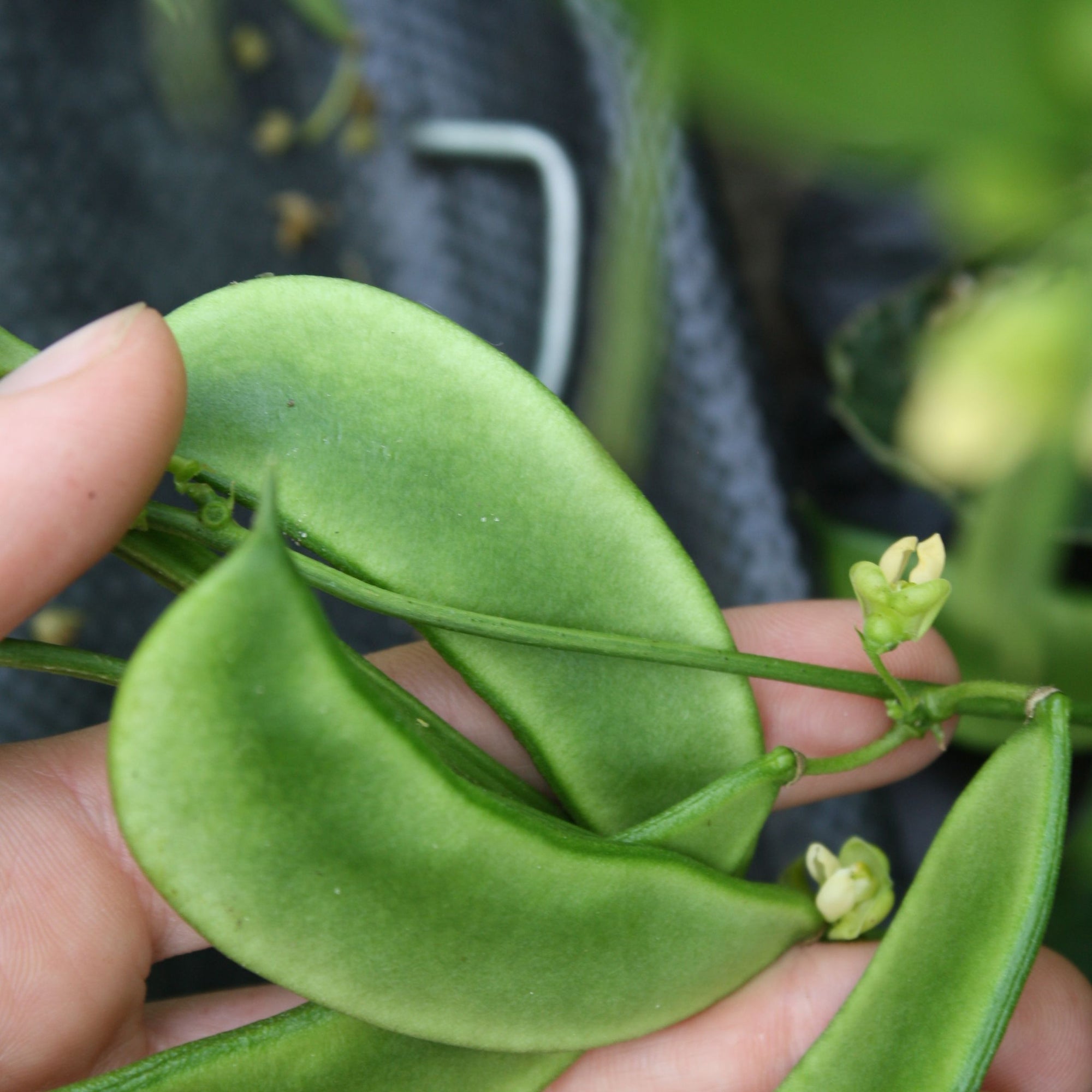 Gros plan d'une main tenant une tige de plante verte vibrante avec de grandes feuilles lisses et de petites fleurs jaunâtres, mettant en valeur la variété exquise connue sous le nom de "Haricot de Lima Henderson Bush - semences bio" de Tourne-Sol. L'arrière-plan flou révèle plus de feuillage.