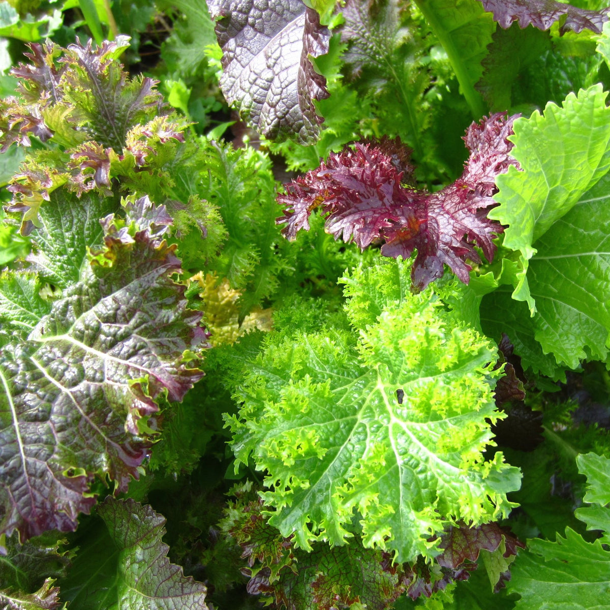 Le Mélange Moutarde Piquante - semences bio de Tourne-Sol présente une gamme variée de feuilles vert moutarde, aux nuances de vert et de violet. Les textures varient de lisses à ondulées et aux bords bouclés, donnant à l&#39;assortiment une apparence vibrante et fraîche du jardin évoquant les délices sucrés de Dijon.