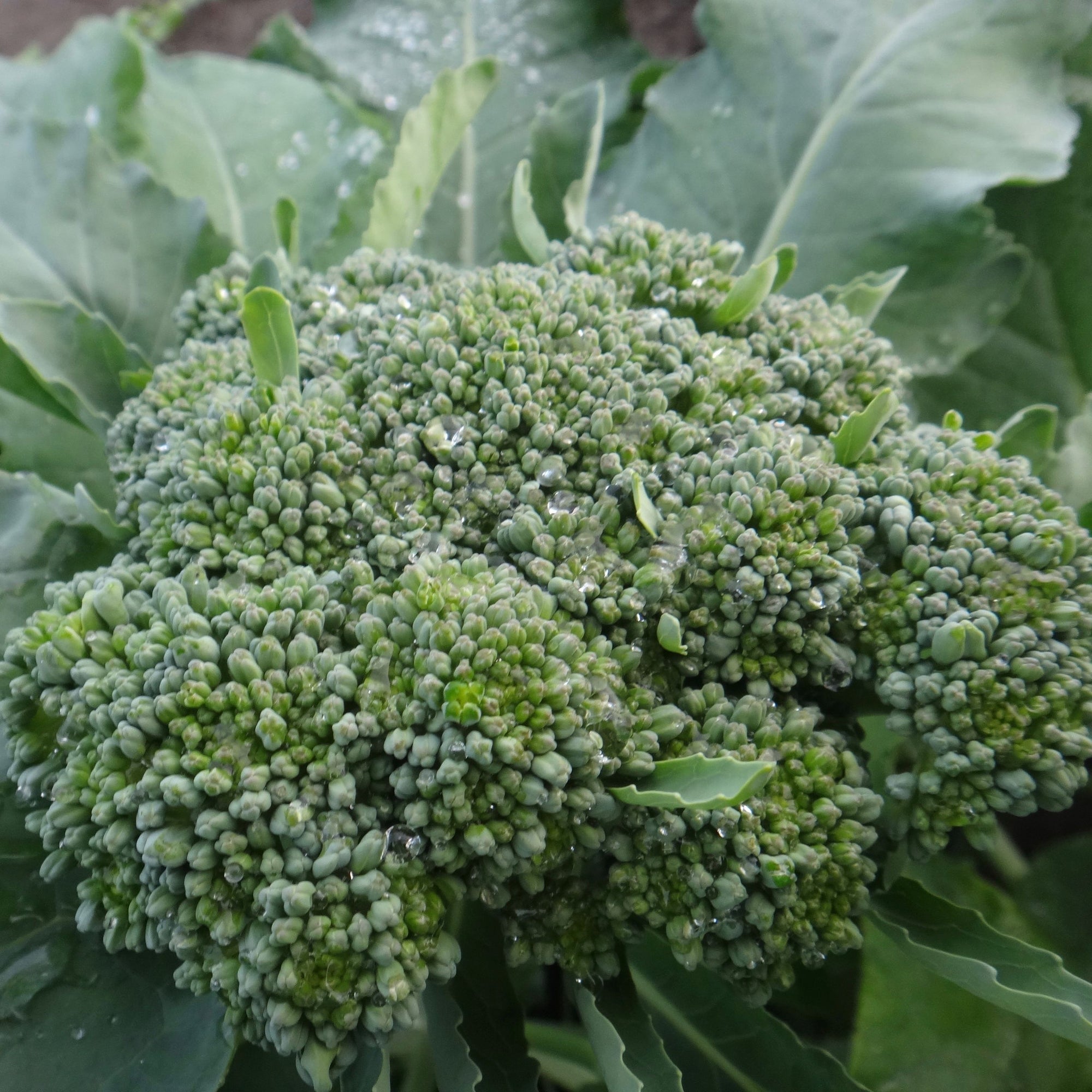 Gros plan d'une tête fraîche de Brocoli De Cicco - semences bio de Tourne-Sol, ornée de gouttelettes d'eau sur ses fleurons et feuilles d'un vert éclatant. L'arrière-plan, rempli de feuilles vertes luxuriantes, évoque l'atmosphère d'un jardin abondant avec la promesse de petites pousses.