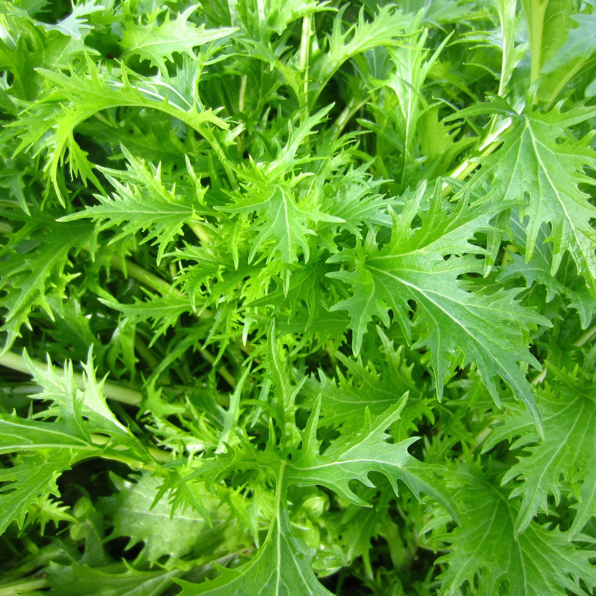 Gros plan sur des feuilles vertes fraîches et vibrantes de Mizuna - semences bio de Tourne-Sol aux bords dentelés, remplissant le cadre. Ces légumes verts feuillus dégagent un charme luxuriant et croquant, idéal pour les sautés ou les salades. Ils affichent leur texture complexe et leur beauté naturelle comme une délicieuse verdurette japonaise.