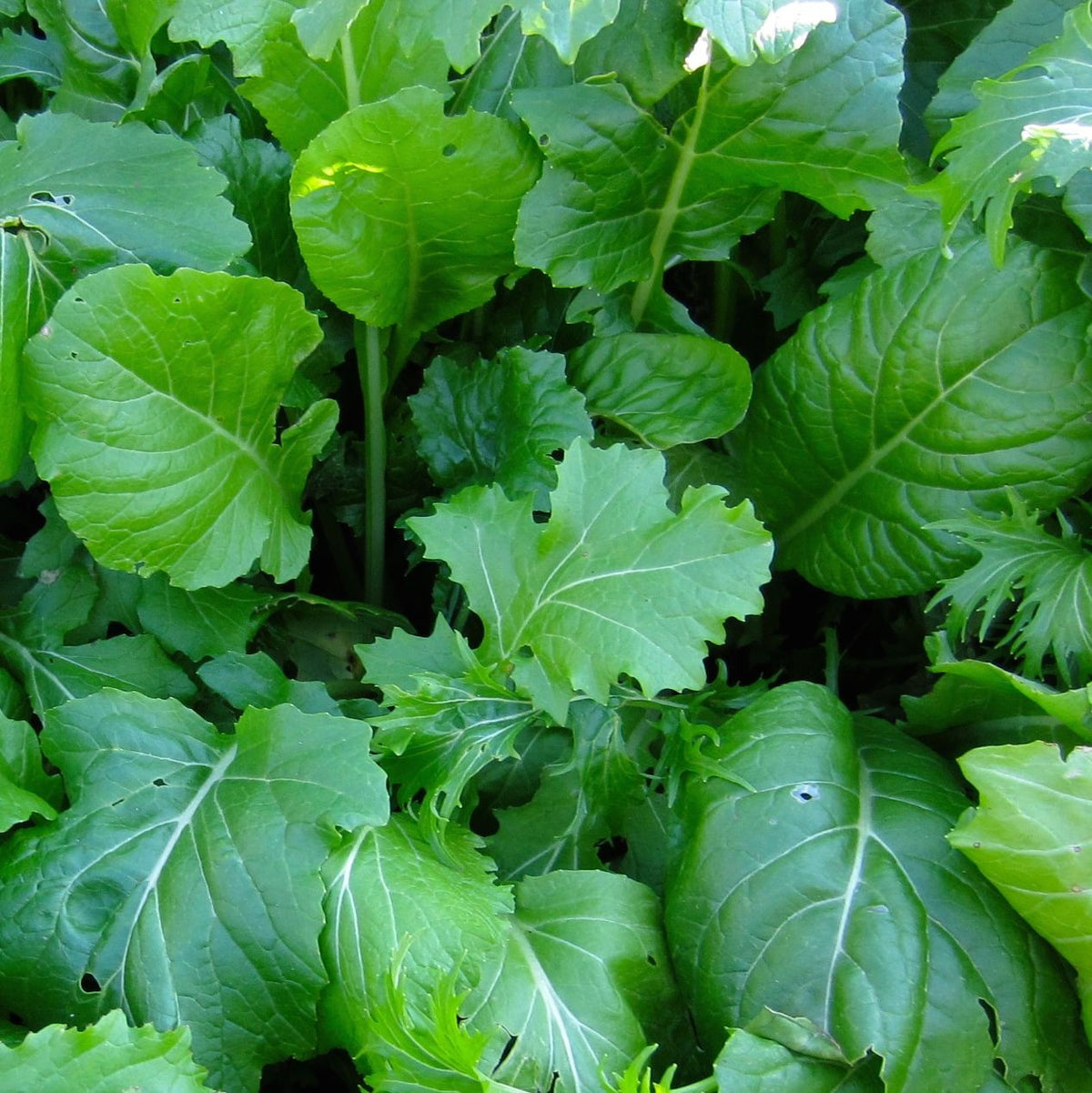 Gros plan de légumes verts luxuriants, mettant en vedette le Mesclun Combo Crucifères de Base de Tourne-Sol, dans un jardin. L&#39;image capture différentes nuances et formes de feuilles, certaines avec de petits trous, mettant en valeur l&#39;aspect naturel et frais de légumes verts sains.