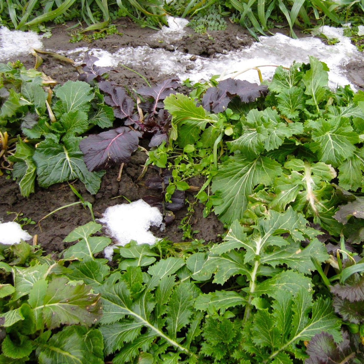 Le Mesclun Verdurette d&#39;Hiver de la marque Tourne-Sol, de la famille des crucifères, pousse dans un jardin parsemé de plaques de neige fondante, signe d&#39;une saison froide. Le sol paraît humide, favorisant sa croissance rapide malgré quelques parties légèrement recouvertes de neige.