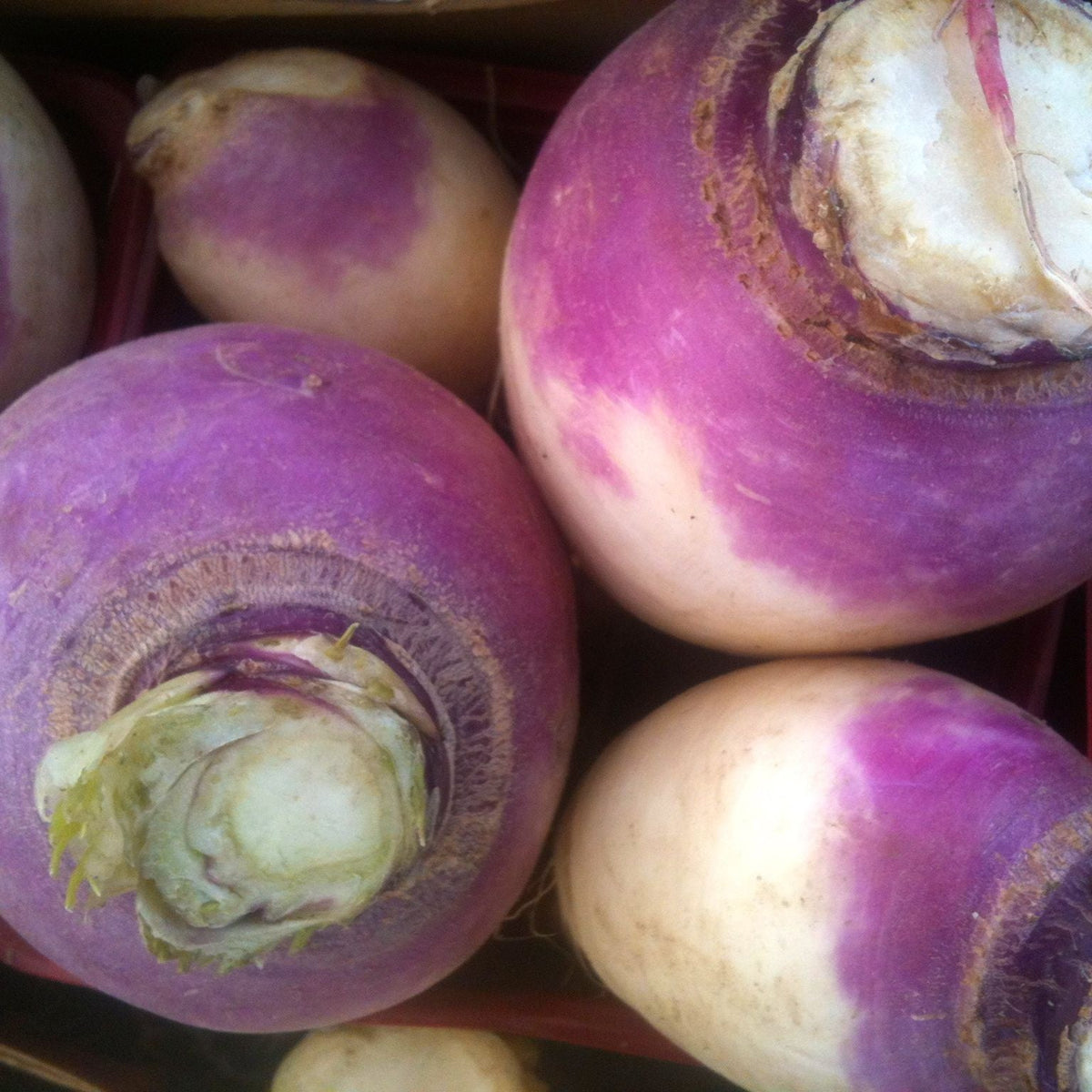 Gros plan du Navet Blanc à Collet Violet Format Vrac de Tourne-Sol aux couleurs violettes et blanches vibrantes, présenté dans une caisse, mettant en valeur leur texture naturelle et les traces occasionnelles de saleté fraîche sur les feuilles mangées.