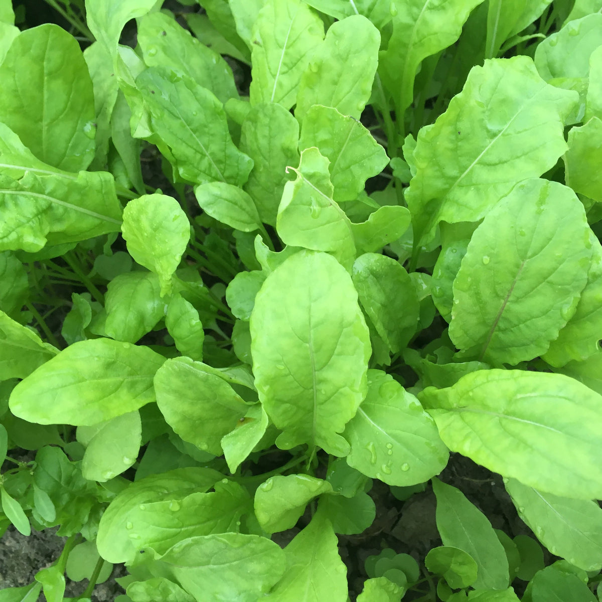 Gros plan sur des feuilles vertes vibrantes de Roquette - semences bio de Tourne-Sol, dégageant un subtil arôme de noisette, avec des gouttelettes d&#39;eau visibles à la surface, poussant densément dans un cadre de jardin.