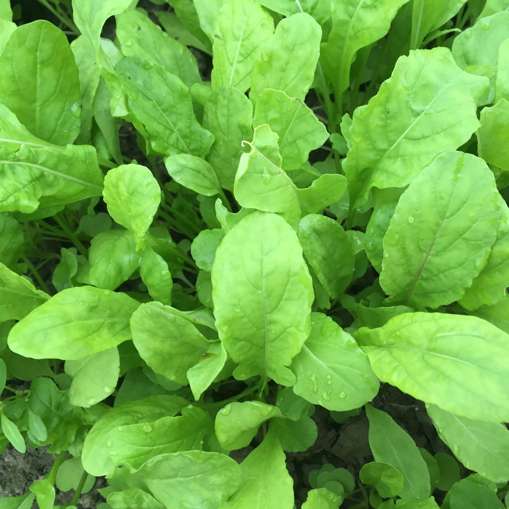 Gros plan sur des feuilles vertes vibrantes de Roquette - semences bio de Tourne-Sol, dégageant un subtil arôme de noisette, avec des gouttelettes d'eau visibles à la surface, poussant densément dans un cadre de jardin.