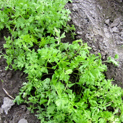 Gros plan de plantes Cresson Alénnois vertes et vibrantes poussant dans un sol sombre et humide. Les feuilles délicates et en dentelle s'étalent, mettant en valeur la croissance fraîche et saine de l'herbe. Connu pour sa saveur piquante, ce massif de jardin bien entretenu laisse présager de futures délicieuses salades.