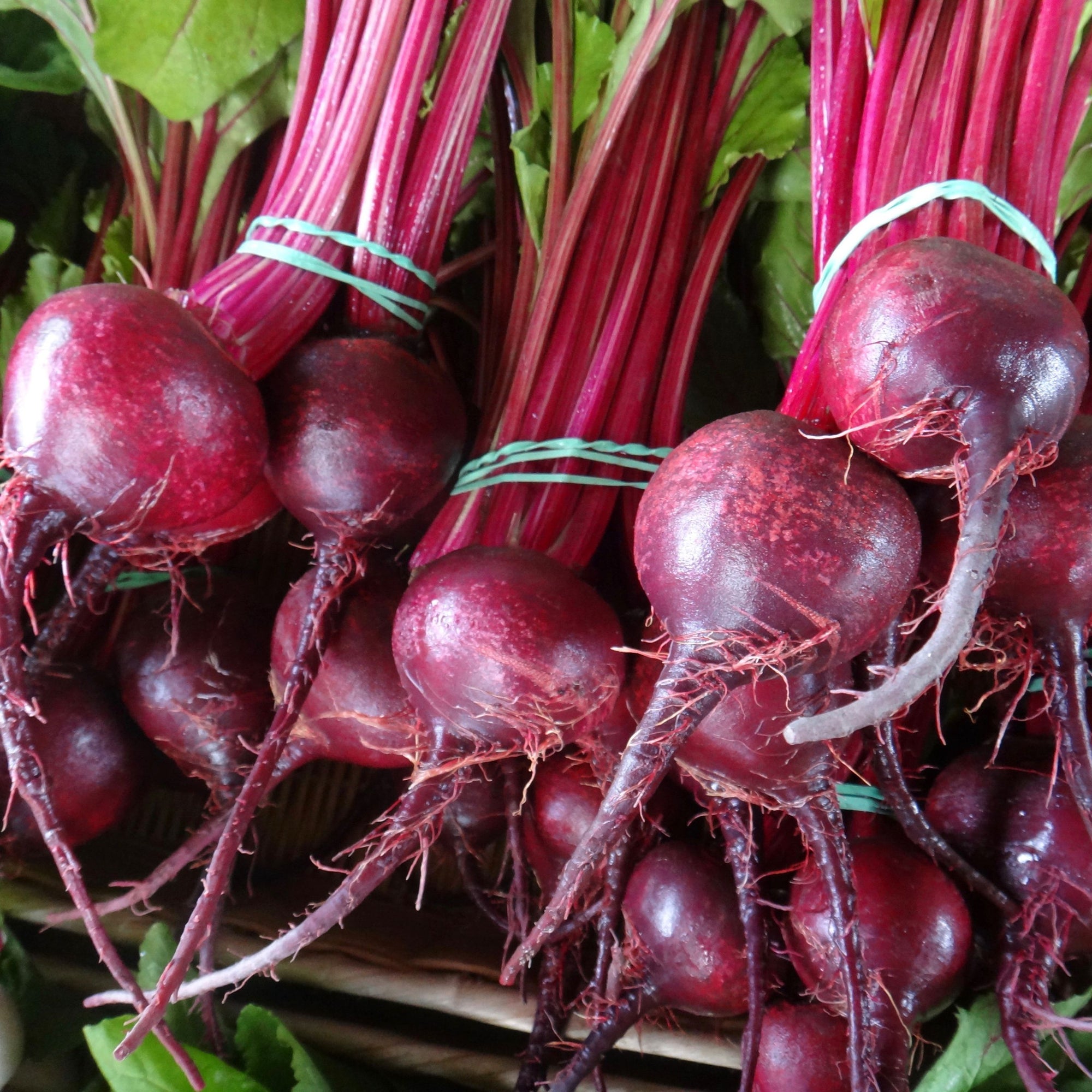 Un bouquet de Tourne-Sol Betterave Detroit Dark Red - semences bio, doté de longues tiges rouges et de feuilles vertes vibrantes, attachées ensemble avec des élastiques, est exposé à la vente.