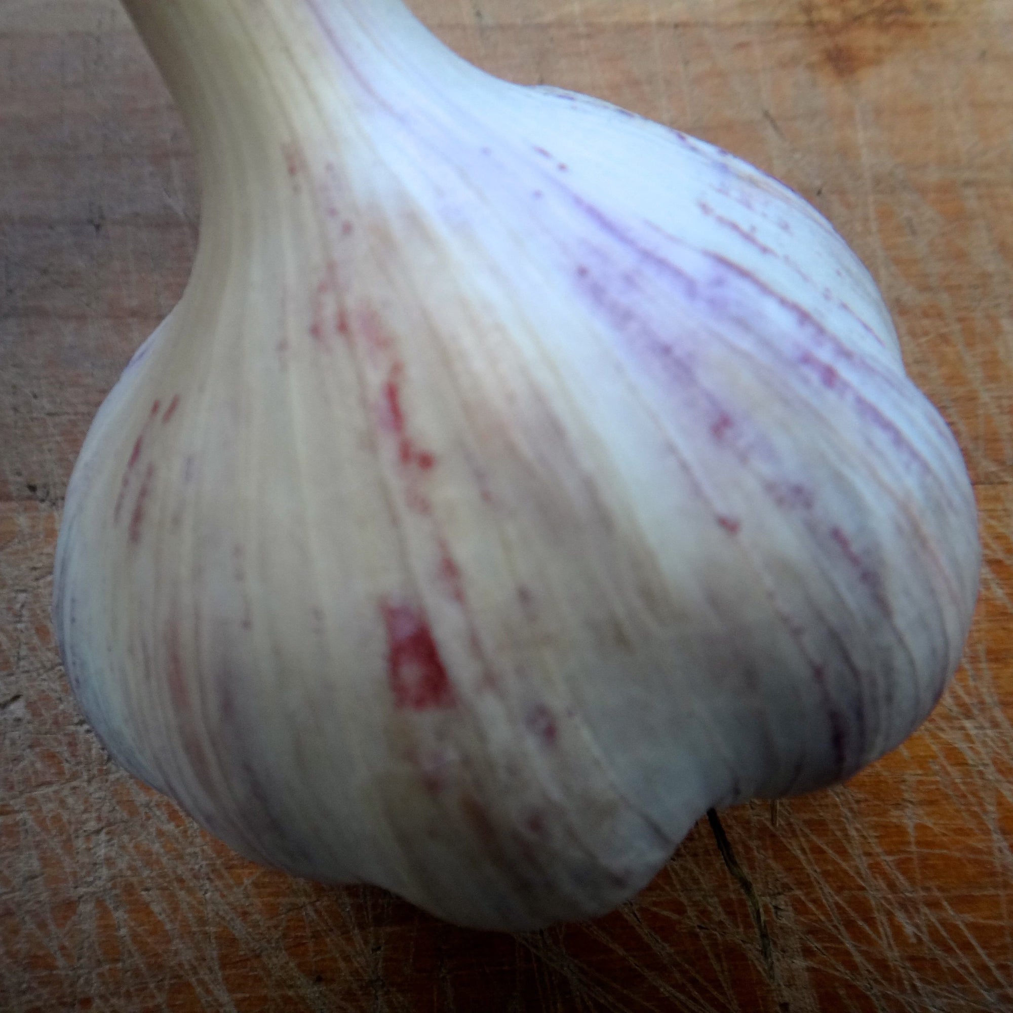 Un gros plan d'un ail rouge Bulbes d'Ail Strien Violet Chesnok sur une table en bois, adapté au rôtissage par Tourne-Sol.