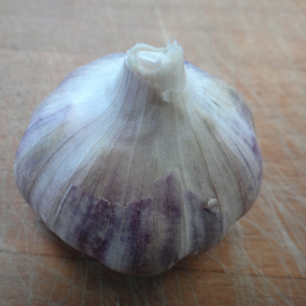 Un gros plan d&#39;un ail violet Bulbes d&#39;Ail Rocambole du Québec sur une table en bois, par Tourne-Sol.