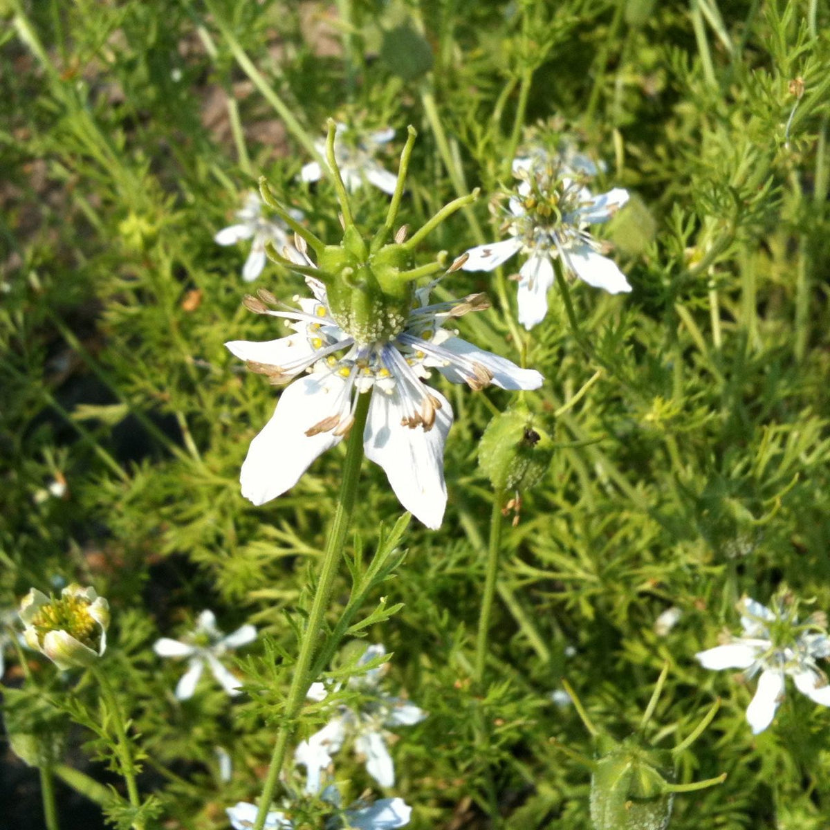 Gros plan d&#39;une fleur blanche aux pétales fins et au cœur vert et pointu rappelant la Nigelle Cumin Noir Format Vrac de Tourne-Sol, sur fond de feuillage vert. La fleur présente quelques taches brunes sur ses pétales, indiquant son âge ou des dommages. D&#39;autres fleurs similaires sont partiellement visibles en arrière-plan.