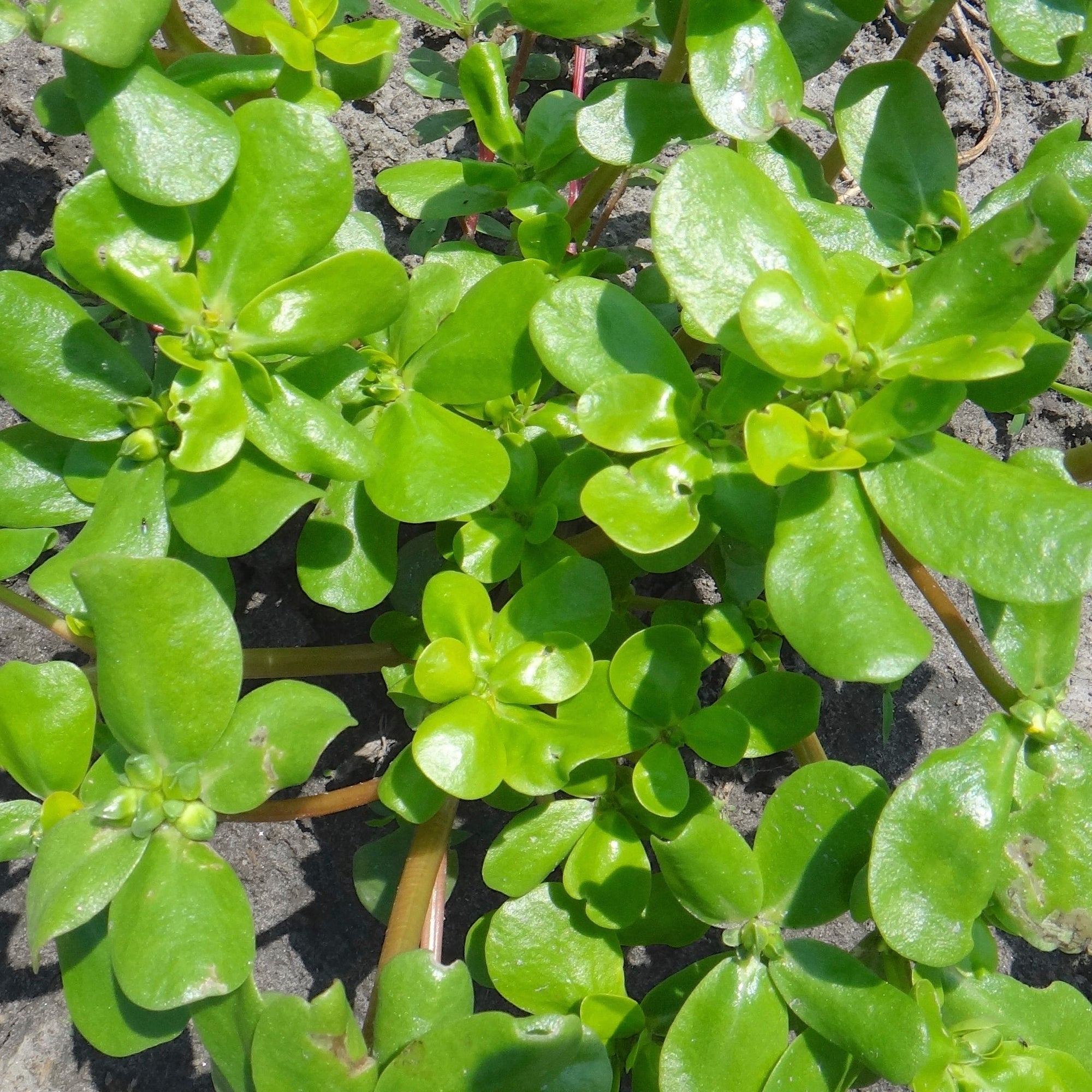 Le Pourpier Doré - semences bio de Tourne-Sol pousse en touffes de feuilles vertes sur des surfaces rocheuses, leurs formes ovales et brillantes se chevauchent pour créer une texture dense et vibrante. Riches en oméga-3, ces plantes rehaussent n'importe quelle salade de nutriments et de beauté.