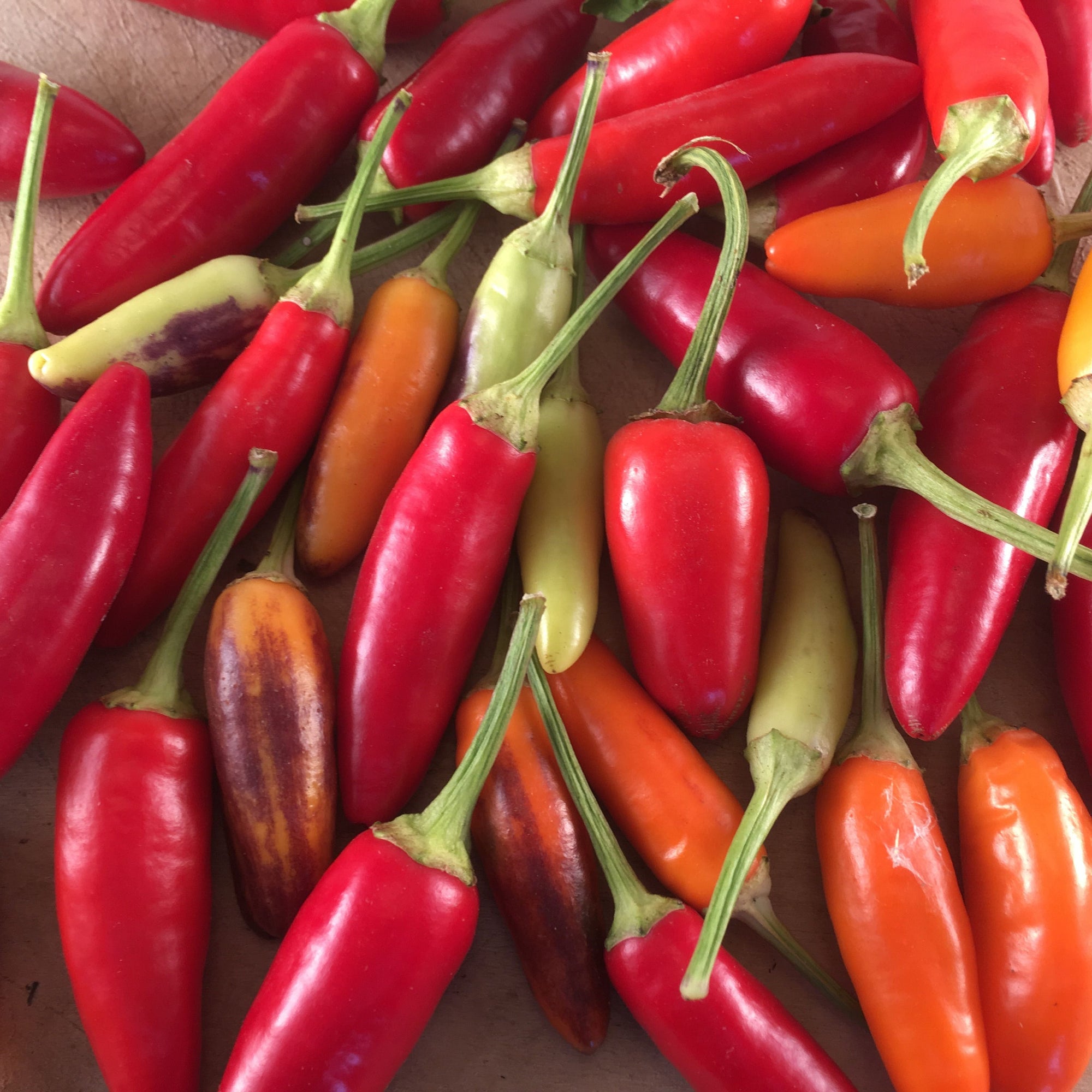 Un tas de poivrons rouges, jaunes et verts Piment Fort Purira de Tourne-Sol.