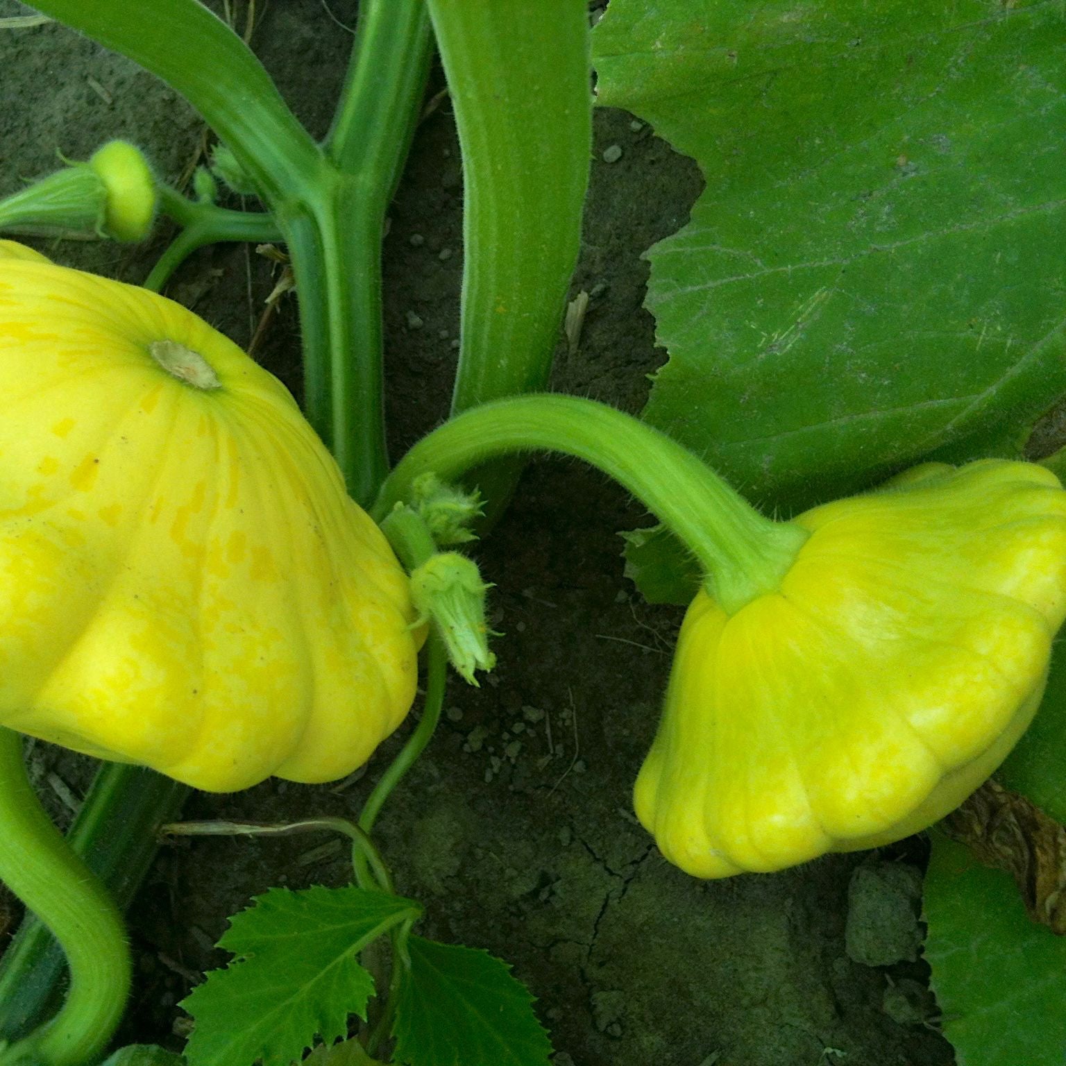 Deux plants de courges Courgette Pâtisson Golden Scallopini poussant dans le sol.