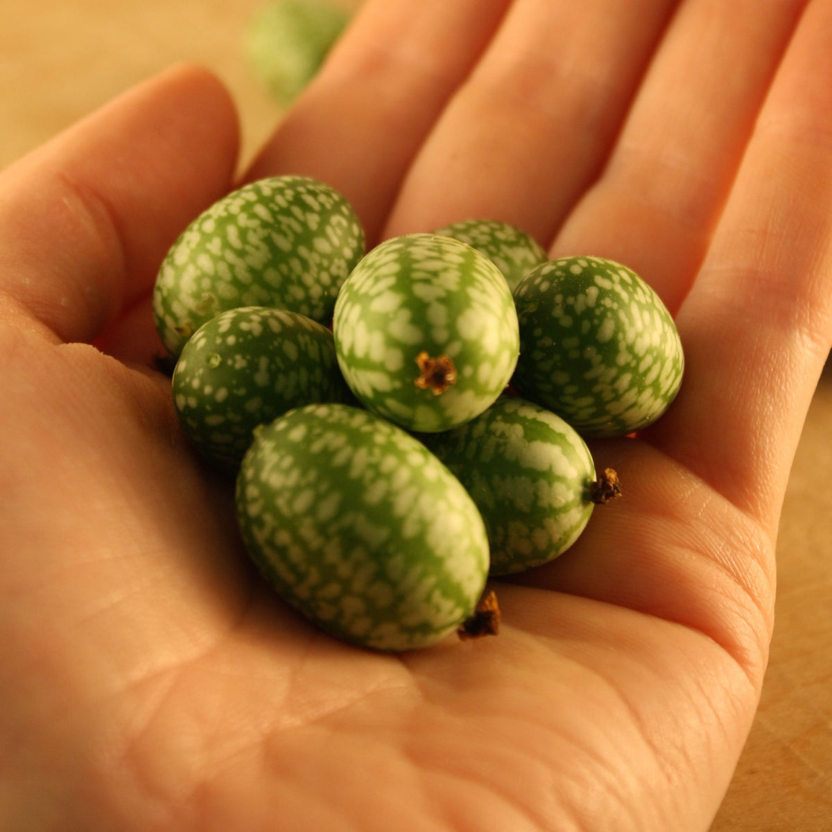 La main d&#39;une personne tenant un bouquet de fruits verts, dont une miniature de concombre et de Melon Souris. (Marque : Tourne-Sol)